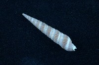 藏品(紅筍螺)的圖片